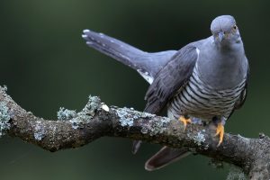 Birders going ‘cuckoo’ after unexpected sighting in New York City area