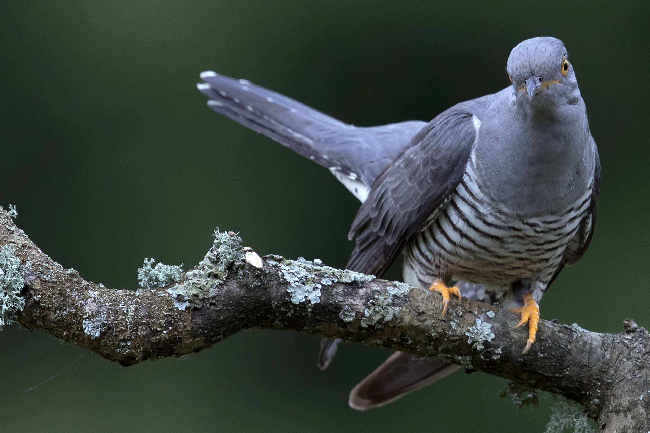 Birders going ‘cuckoo’ after unexpected sighting in New York City area