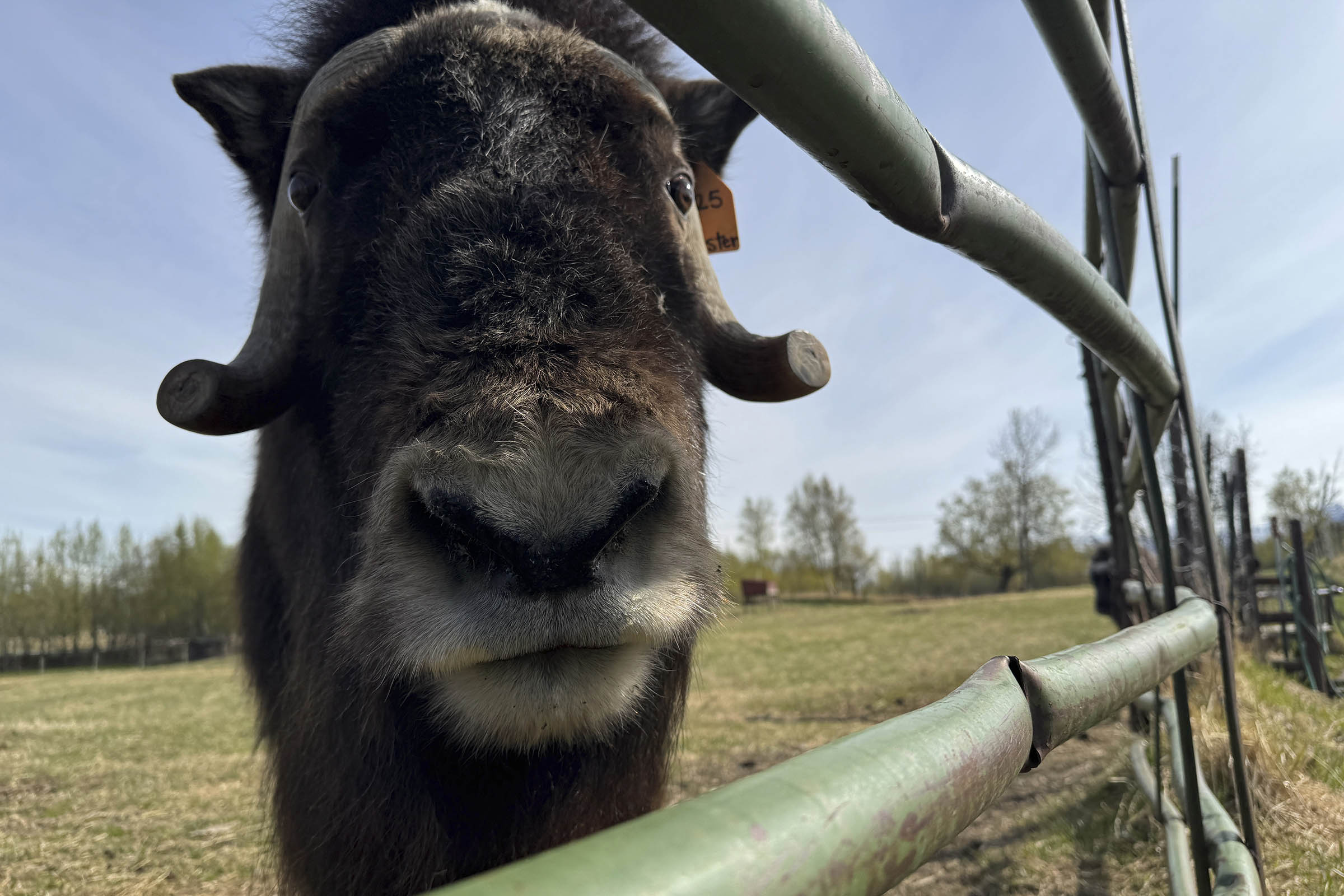 An Alaska Mother’s Day tradition: Mingling with ice age survivors on a farm