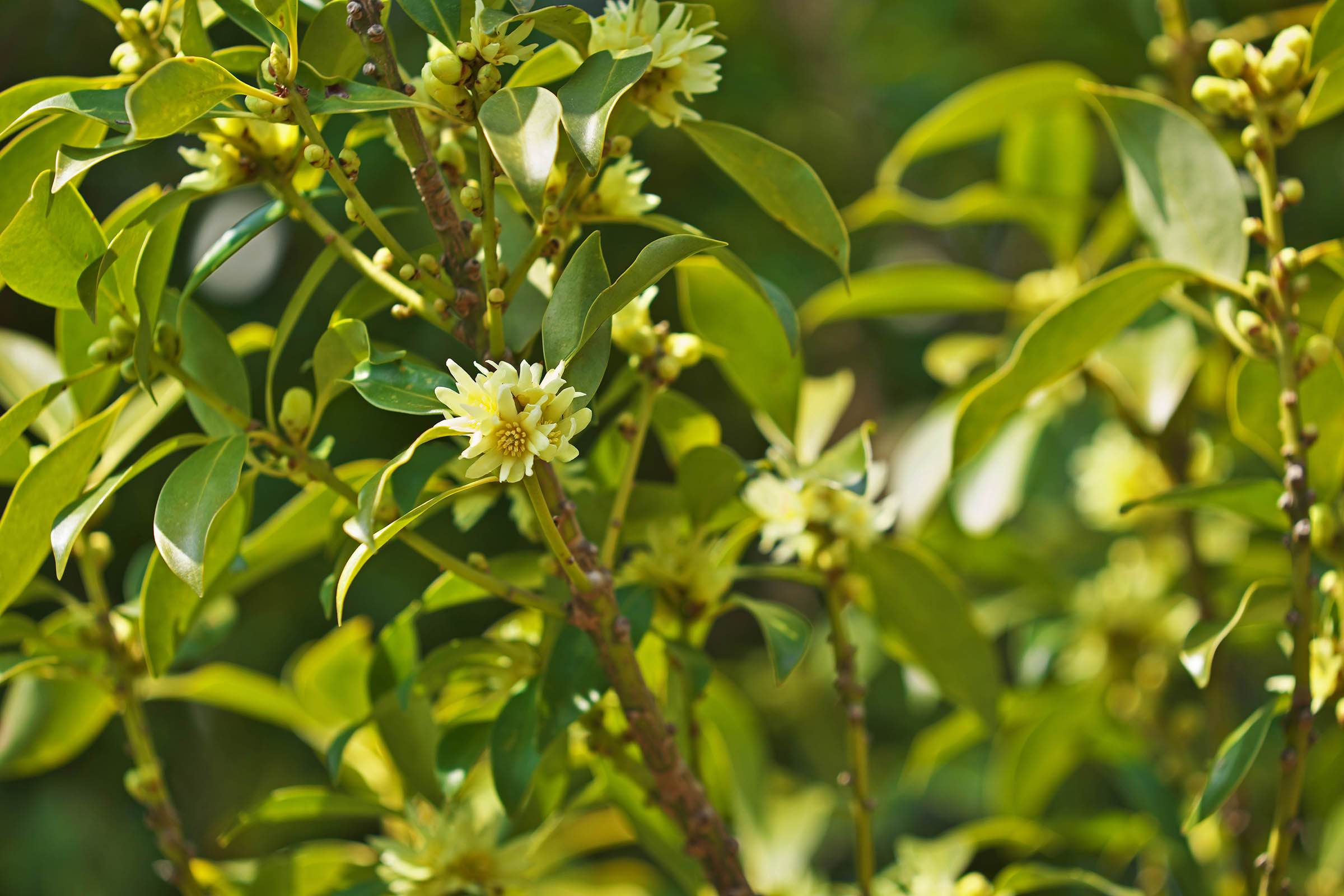 Meet Illicium: A Shade-Loving Shrub with Personality
