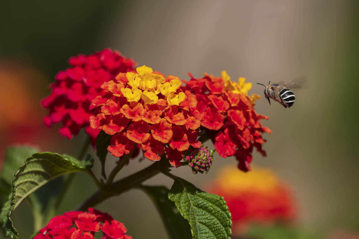 Lantana: The sun-loving, pollinator-friendly powerhouse