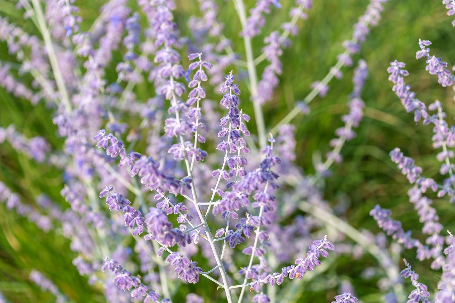 Russian sage: Not from Russia, but perfect for NC gardens
