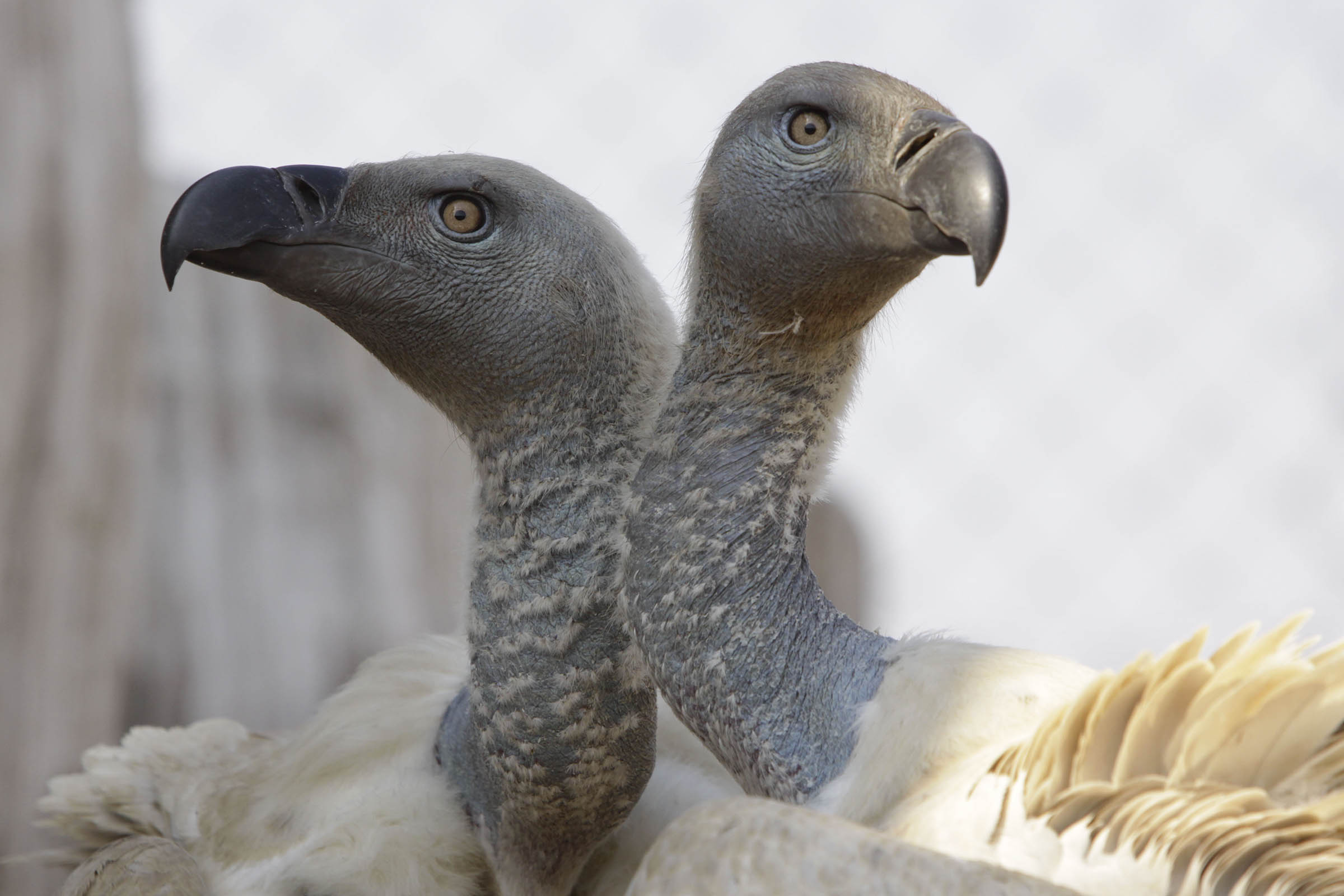 More than 100 vultures die in a mass poisoning in South Africa’s flagship national park