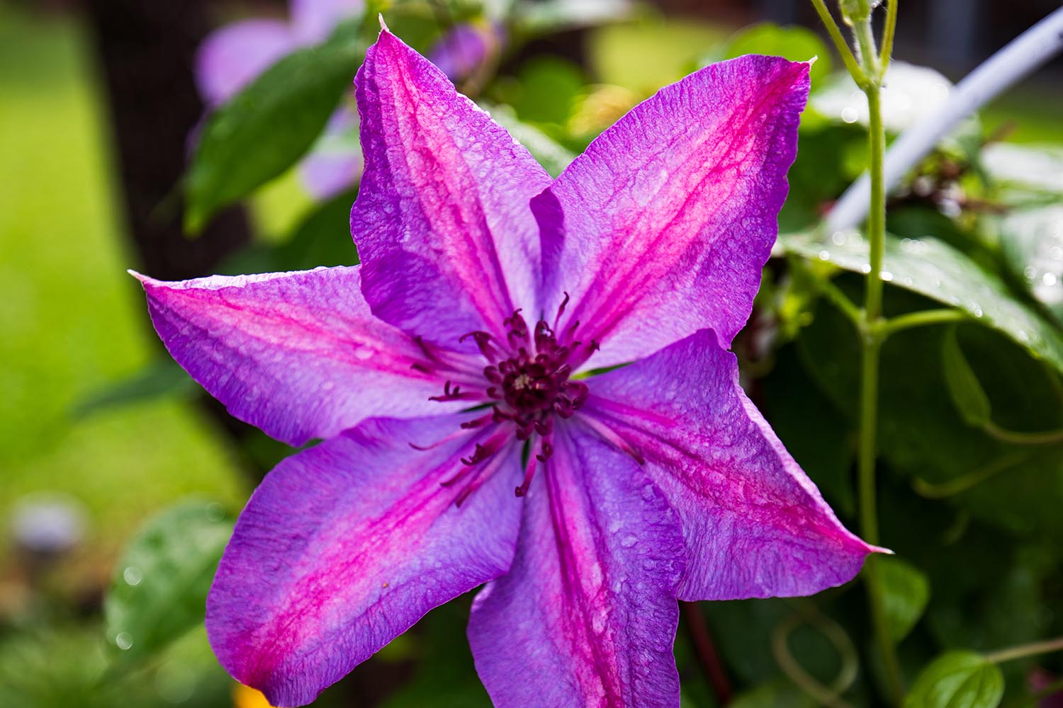 Sweet autumn clematis charms, but NC experts say avoid it
