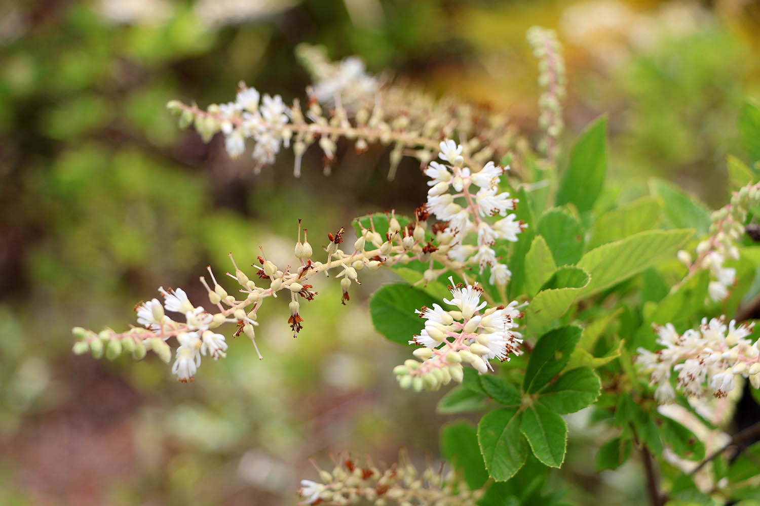 Bottlebrush blooms, fall color make Clethra a versatile shrub
