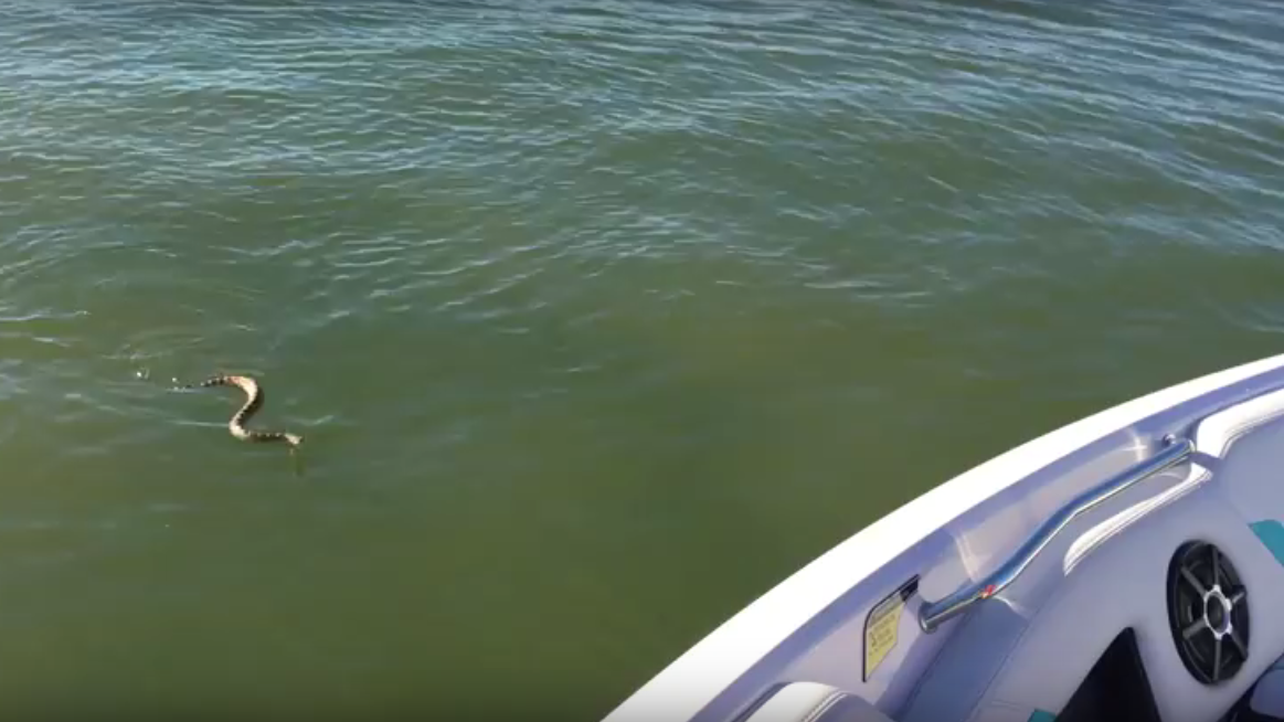 Slippery Snake Pays a Visit to Family on a Boat [VIDEO]