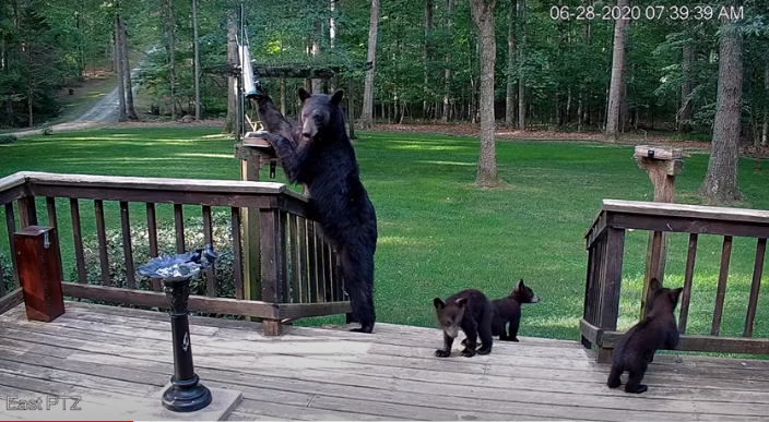 Keswick Family Meets a Family of Bears in Backyard