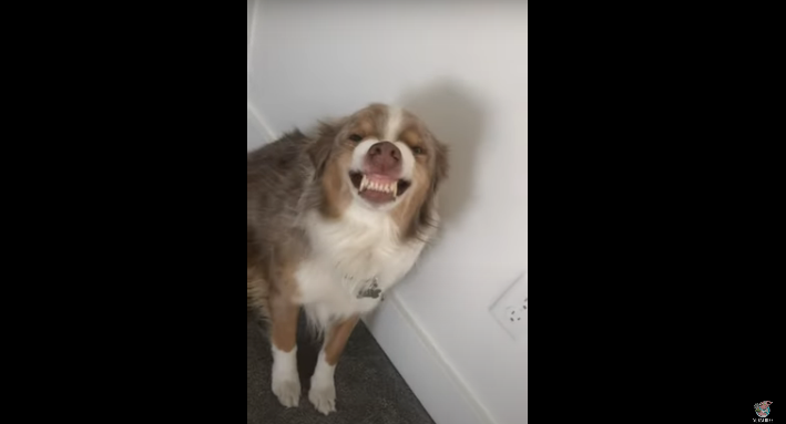 Watch This Awesome Dog Hide its Guilt With Cheeky Smile [VIDEO]