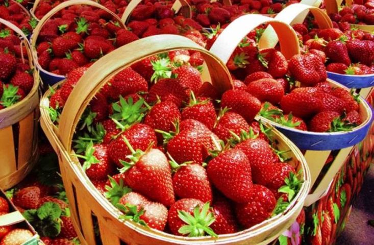 Strawberry Festival