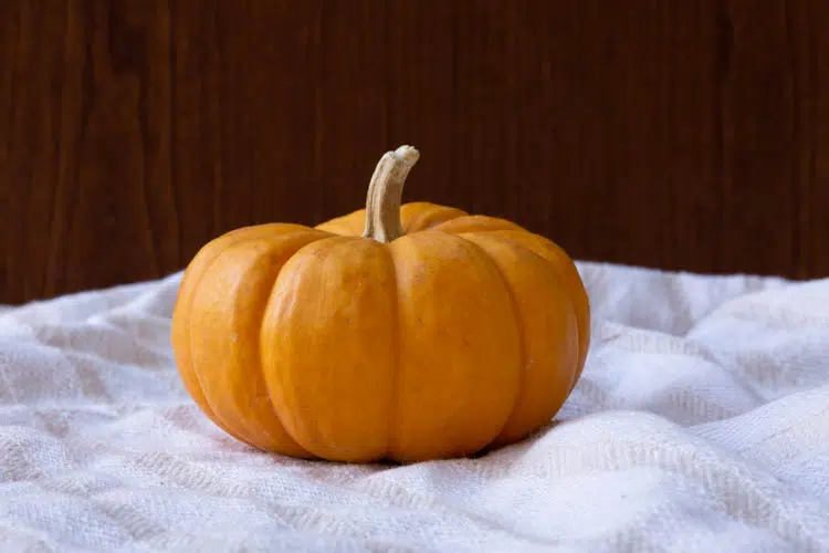 Louisa County Parks and Rec Fall Festival – Oct 1st 10am-3pm