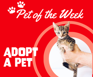 Pet of the Week