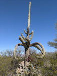 Saguaro, AZ 23. Saguaro, AZ