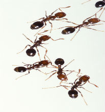 Que Significa Soñar Ver Hormigas Trabajando?