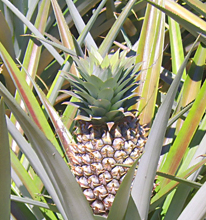 Coca en Piñas