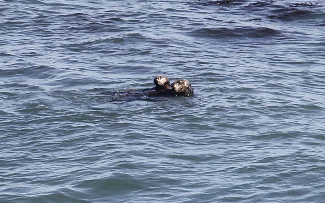 Monday Morning Distraction: Visit the coastline near Cambria