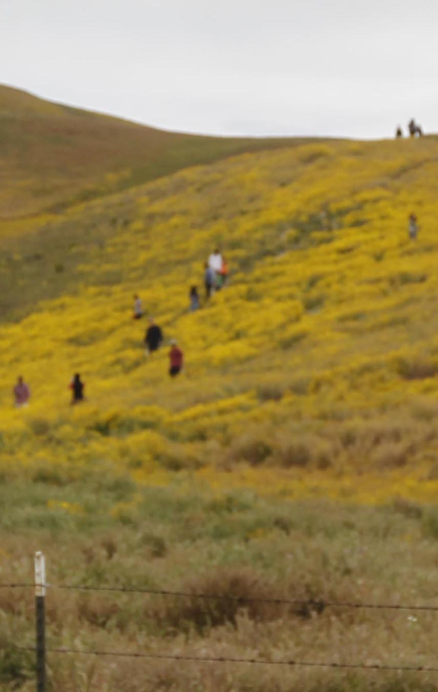 Expect crowds if you head to the Super Bloom