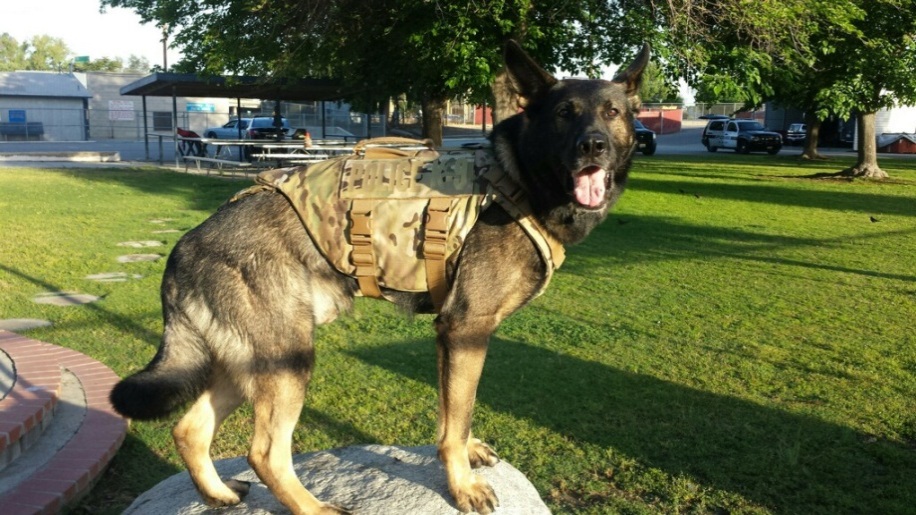 Bakersfield Police K9 officers get protective vests