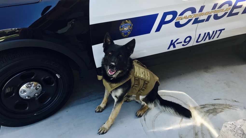 Bakersfield Police K9 officers get protective vests