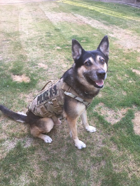 Bakersfield Police K9 officers get protective vests