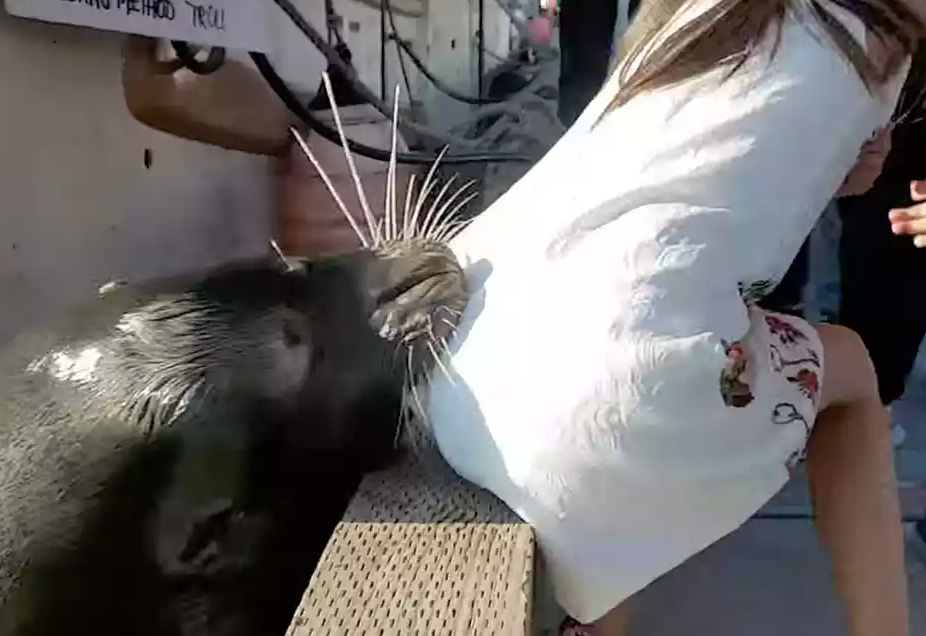 Video: Sea Lion grabs girl into water in Vancouver