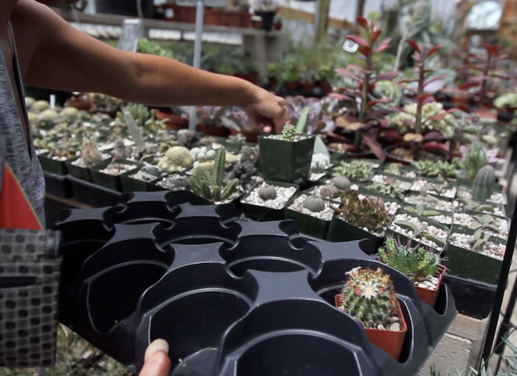 BUSINESS PROFILE: Bakersfield’s Bolles Nursery keeps the customer first