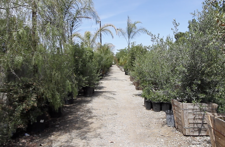 Rows of trees, shrubs and other plantings are ready for immediate delivery at Bolles Nursery in Bakersfield.