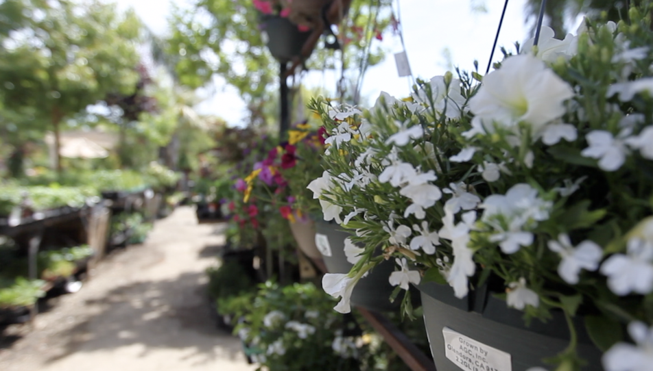 Just some of the beautiful offerings at Bolles Nursery in west Bakersfield at 3255 Allen Road.