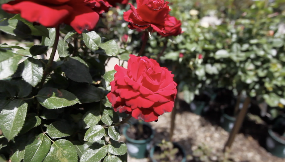 BUSINESS PROFILE: Bakersfield’s Bolles Nursery keeps the customer first