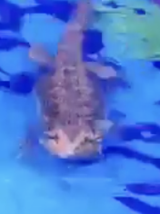 VIDEO: Lizards frolicking in a kiddie pool will make your day