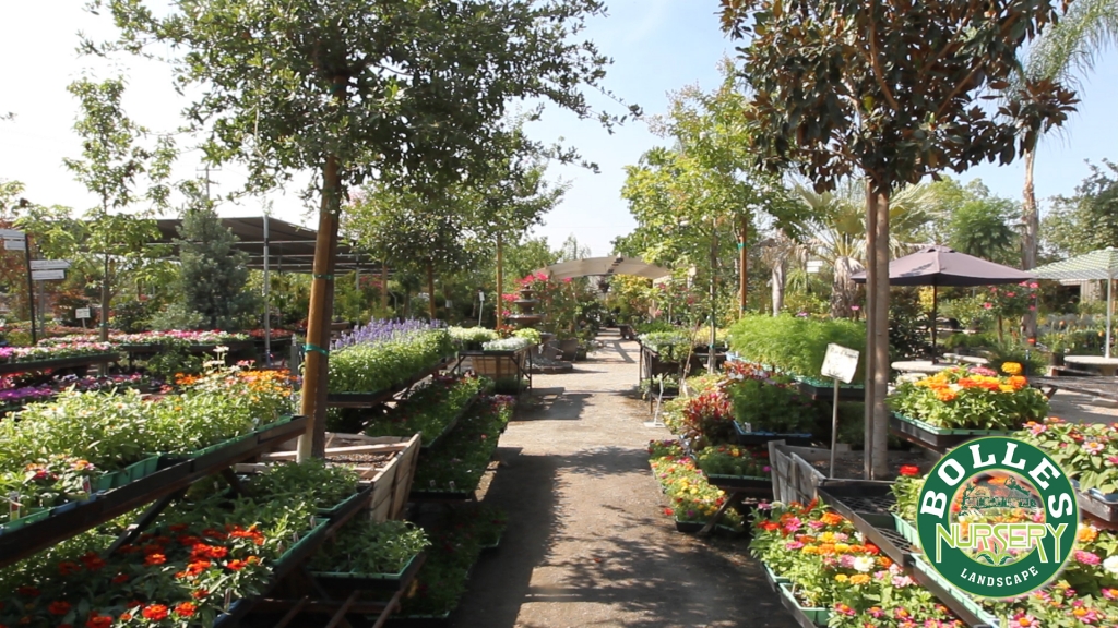 Bolles Nursery offers a huge variety of plants for any landscape project.