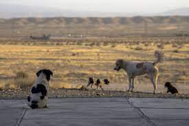 The stray dogs are our collective shame and an activist says our elected officers are blind to it and cats of Kern Co