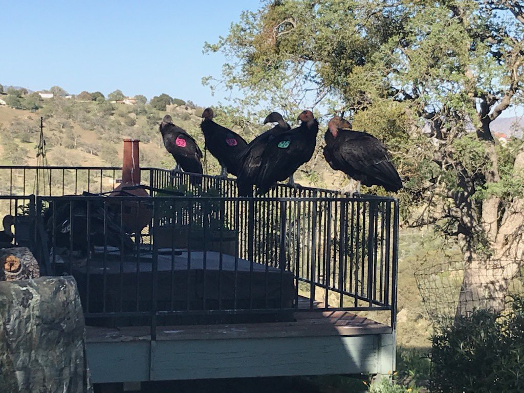 Tehachapi Woman Tells How Her Balcony Became Overrun With California Condors