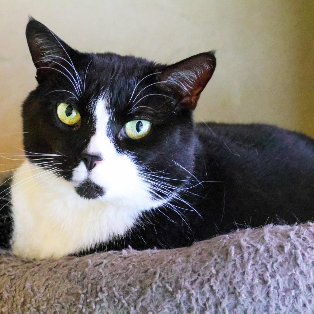 Rusty is a handsome 3.5 year old tuxedo kitty who came to us from a shelter partner when they no longer had space for him. He’s very outgoing and quickly became a volunteer favorite! Every morning, he greets HAP staff with a big meow and adorable kitty eyes. The cattery team thinks he knows how to make them feel guilty, and with one sad look, they have no choice but to sit with him for some snuggles. This affectionate boy is sure to rub against your leg or curl up in your lap, but despite being a lover, Rusty has his limits and will give you a light tap or nibble to let you know he's had enough. Rusty enjoys spending his days soaking up some sun and leaning into you for head scratches!