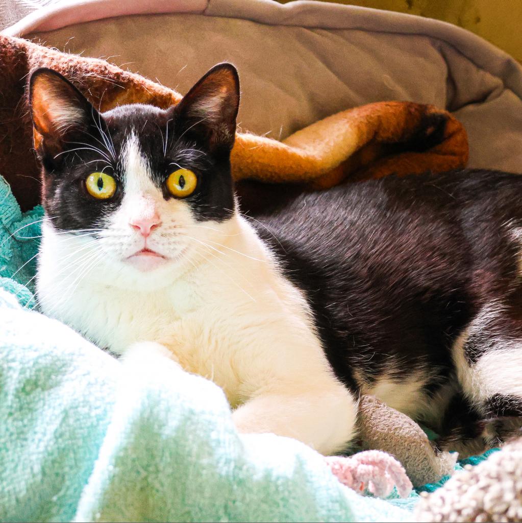 Meet our sweet little lady, Bean! She is about 1.5 years old and came to HAP when she was found as a stray. While Bean can be shy with people, she loves to play and cuddle with her feline friends! Bean frequently spends time with one of our longest residents, Rusty, in his free roam room. The pair can often be seen snuggling on a bed together or lounging on our outdoor catios, bonding over watching birds. Bean still has lots of kitten energy and loves to play with toys. She can be timid with new humans and may hide or scurry away, but with some patience, she is sure to melt your heart!