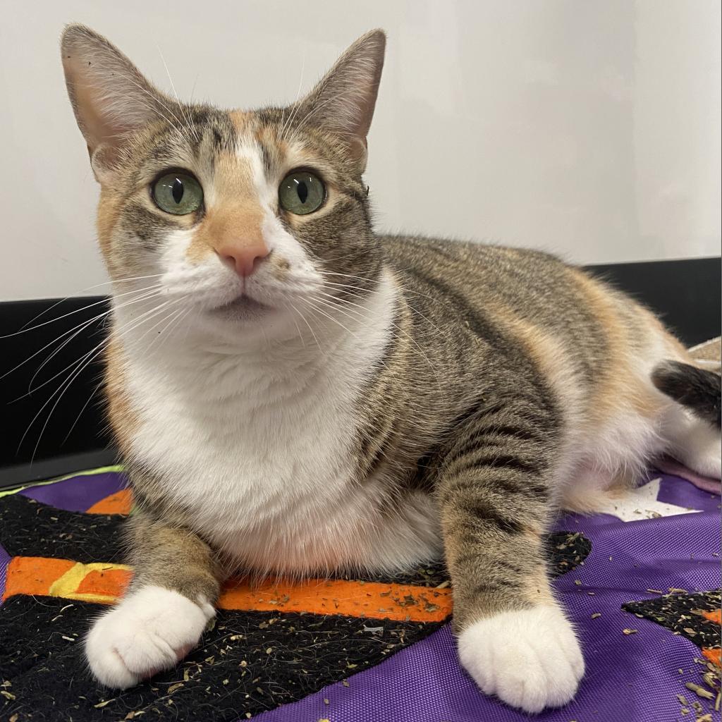 Meet Sweet Peach, our beautiful 4 year old tabico girl! She came to HAP as a stray, so we aren't too sure about her past. We believe she was a housecat at one point in her life, because she has a lot of demands! Sweet Peach is a woman who knows what she likes and isn't afraid to tell you what she doesn't like! She is a very active girl, she loves to play and chase her human friends! She can be very sweet and affectionate, but only on her terms. We do think she'll be more affectionate in a household where she's the queen of the castle, as your only pet!