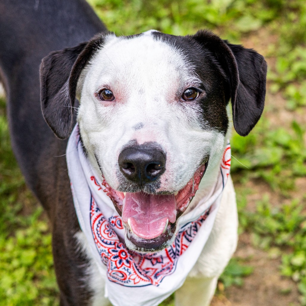 Jackson is a 2-year-old active boy, affectionately known as “Jaxy” by the staff and volunteers. This handsome pup came to HAP after his previous owner could no longer care for him. Understandably, after being surrendered, he is sometimes unsure who to trust and may take some time to warm up. Once he's comfortable, Jaxy is a sweet and loving boy who adores his people! He enjoys being outdoors and loves running around our barnyard, taking in all the exciting sights and smells. He’s very treat-motivated, loves back scratches, and has a blast rolling around with his toys. Jaxy already knows “sit” and “paw,” and he’s currently working on his leash manners.