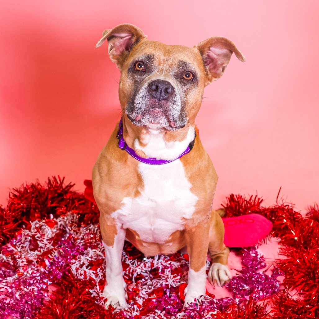 As her name would suggest, this lady is sweet as sugar! Sugar Cookie came to HAP when she was abandoned as a stray. Despite looking for her owner, sadly, no one came looking for her. We estimate her to be around 6 years old. While many pups may lose trust after being abandoned, that is not our Sugar! She loves people and making new friends! When she's not leaning into your legs or climbing into your lap for love, she can usually be seen curled up on her bed for a nice, long nap. Sugar has made some doggy friends at the shelter, too, though she prefers more laid-back pups. She already knows basic commands, appears house-trained, and walks well on a leash.