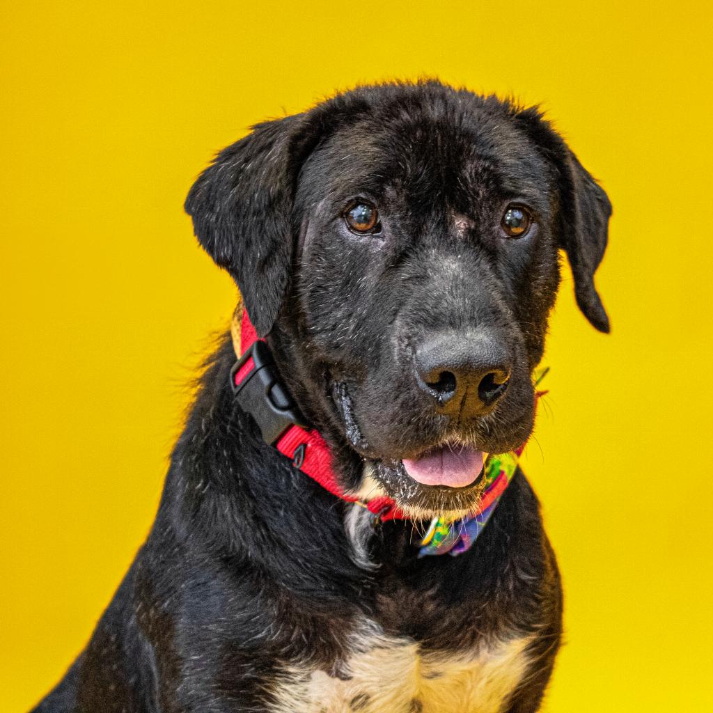 Grab the tissues...this boy is sure to melt your heart! Meet Rocky, a resilient soul who came to HAP from a high-intake shelter partner in Alabama after being rescued from a heartbreaking neglect case. When he arrived, he was suffering from severe mange, malnutrition, and flea dermatitis, his body covered in scabs, with barely any fur left. He was so dangerously underweight that his loose skin folds blended with his ribs. Understandably, this trauma has deeply affected Rocky’s ability to trust and interact with humans. With time and patience, Rocky forms deep bonds with his friends. He is incredibly affectionate, often tossing his body into your legs for scratches and pets. Despite his big boy size, Rocky is very gentle and loving with his toys, often piling them together in his kennel and curling up with them. He walks beautifully on a leash and redirects easily with a treat. Rocky also appears house-trained and knows basic commands! While Rocky’s fur may never fully grow back, he’s just as joyful and confident as any other dog. Despite his past, Rocky is still able to trust; he just needs a little time to get there. Trust us, it is worth the wait with this lover boy!