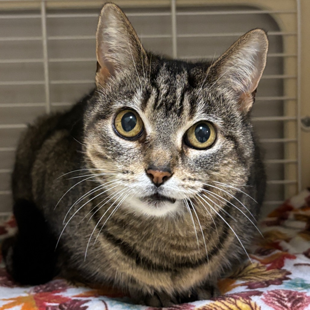 Meet Lora, our beautiful 6-year-old tabby girl! This pretty lady was brought to HAP by some good samaritans, who had been feeding her for a few months, after she showed up very skinny to their feral colony. Once she fattened up a bit, she started to show off her sweet side, and her new friends knew that she didn't belong in the outdoors! Lora is a super sweetheart, though she can be a little bossy at times! She likes things to happen on her terms, but when they do, she's a very loving girl! When they don't happen, she does give a little reminder tap that she runs this show!