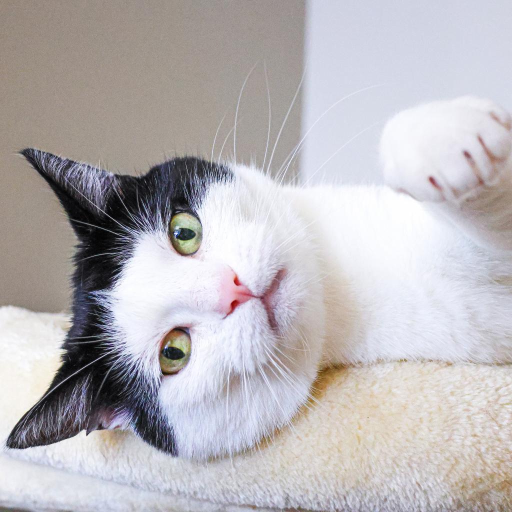 Meet our handsome black and white kitty, Ronitas! He came to HAP when he was found as a stray. We attempted to find his owners, but sadly, no one came looking for him. Our vet estimates he is about 5 years old and has previously lived in a home, based on his demeanor. Ronitas has a tough exterior and may act like a big boy at times, but spend a few moments with him and he is a sweet man. Ronitas loves to play and chase after wand toys. He often behaves more like a dog than a cat, preferring to tackle and wrestle with any toy that crosses his path. Once he's released some playful energy, he shows off his affectionate side. He enjoys petting and neck scratches. Ronitas can be too rough for most other cats, so a home as your only kitty would be best!