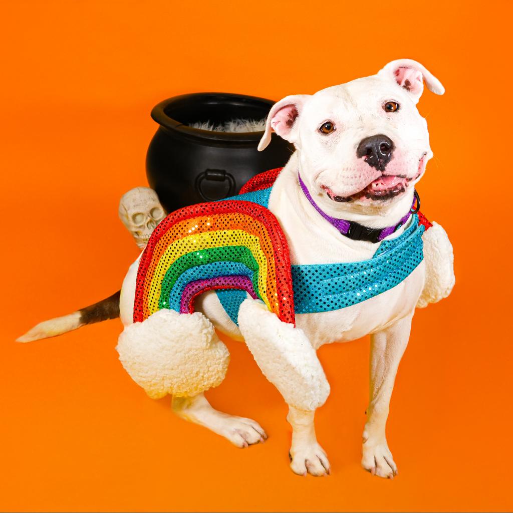 Rosie - HAP Stanton/Christiana Meet Rosie, a lovable 9-year-old pittie mix who adores people! Her journey hasn’t been easy, she was abandoned on our property, and we later learned she was originally rescued from a dog-fighting ring in Pennsylvania. Because of her past, Rosie must be the only pet in the home. Despite everything, she’s a total sweetheart who loves snuggles, knows her basic commands, is house-trained, and walks beautifully on a leash. Rosie loves all people, especially children, and has done well with infants in a foster home. She enjoys the simple things: rolling in the grass, lounging at your feet, and soaking up belly rubs. After all she’s been through, she’s ready for the peaceful, loving home she deserves!