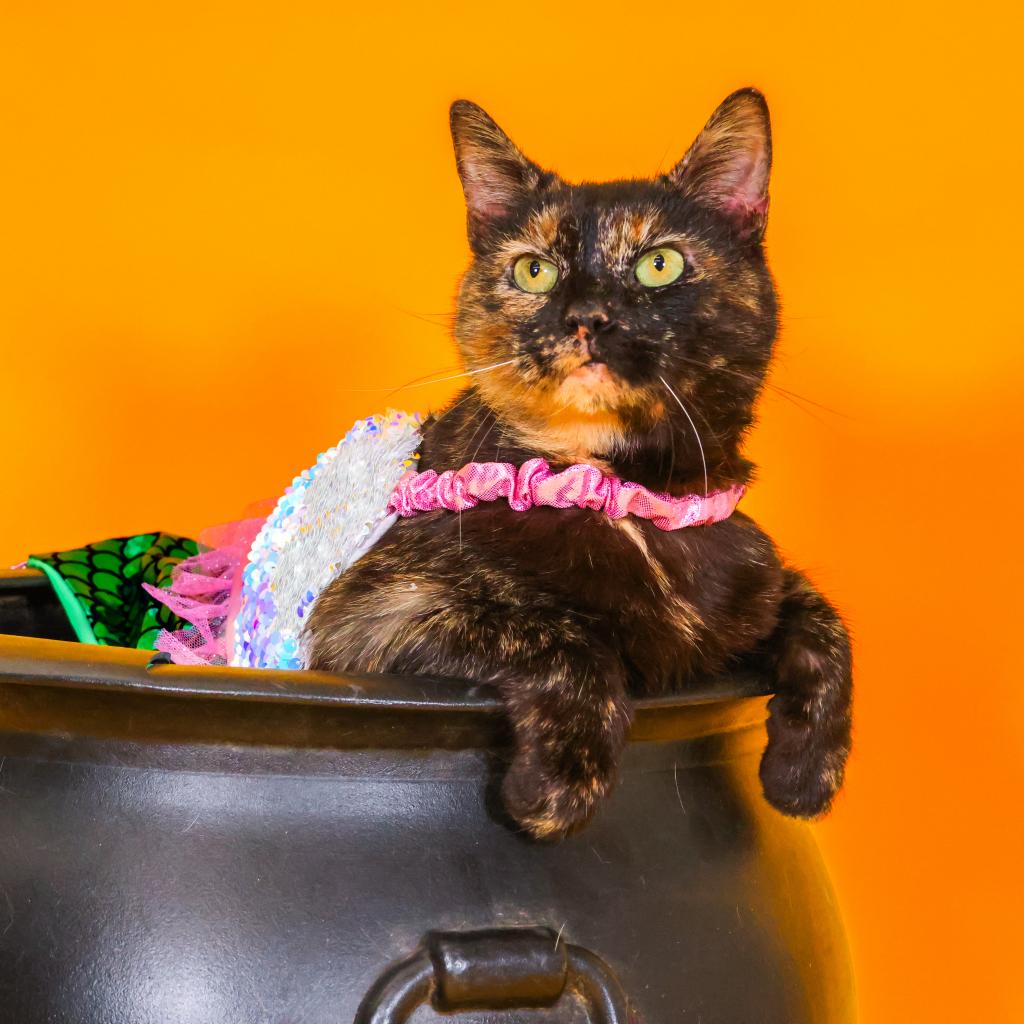 Hazel - HAP Stanton/Christiana Meet Hazel, our funny little gremlin! This kooky lady came to us after her owners were unable to manage her medical issues. Hazel had a bit of a rough start here, she was NOT pleased being confined, but she settled in quickly and let her personality shine! Hazel is a true character! She is the Queen Bee and the biggest diva of them all! She likes what she likes, and she'll let you know what displeases her. She loves to play and loves to snuggle, she's a true lap cat! She allows you to dress her up, though she will only allow that in small doses. She enjoys going for walks in her stroller, as well! Hazel has recently decided that she would be comfortable sharing a home with other kitties, though she does need a slow introduction and a home with calmer cats!