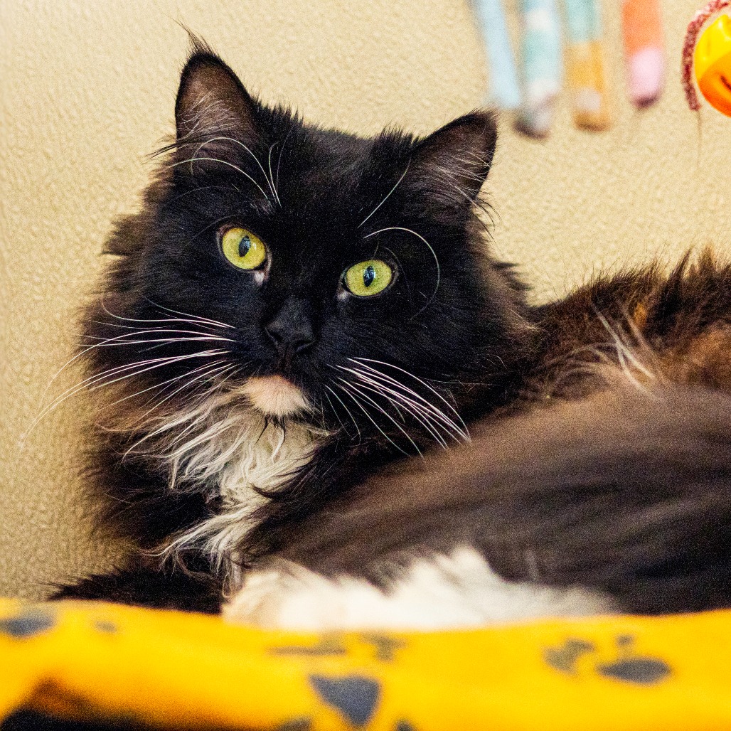 Domino - HAP Wilmington Domino is a gorgeous 5-year-old black and white kitty who came to HAP after her previous owner could no longer care for her. She’s a delightful mix of sweet and sassy, think “sweet and sour,” but in the most charming feline way! At first, Domino may be a little shy or play it cool, but once she gets to know you, she reveals her affectionate, cuddly side. Just remember, this queen knows her worth and isn’t afraid to set a royal boundary or two. Domino is also quite the chatterbox! She has an impressive range of meows to share her thoughts, whether she’s asking for treats or simply narrating her day. She loves making biscuits, playing with her favorite feather toys, and lounging like the regal kitty she is. Domino would thrive in a calm home with older children who can respect her pace and give her space when she needs it. She’s ready to bring love, laughter, and a touch of cat-titude to a family who will give her the cozy kingdom she deserves!