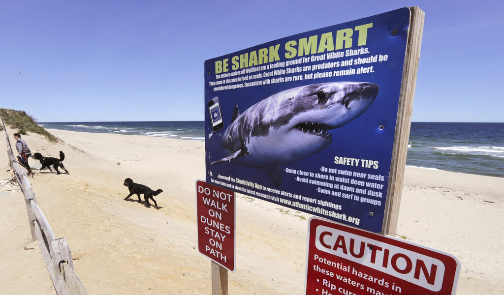 NY girding for shark season with more drones, vigilance