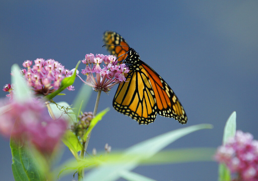 Monarch butterflies are in trouble; Here’s how you can help