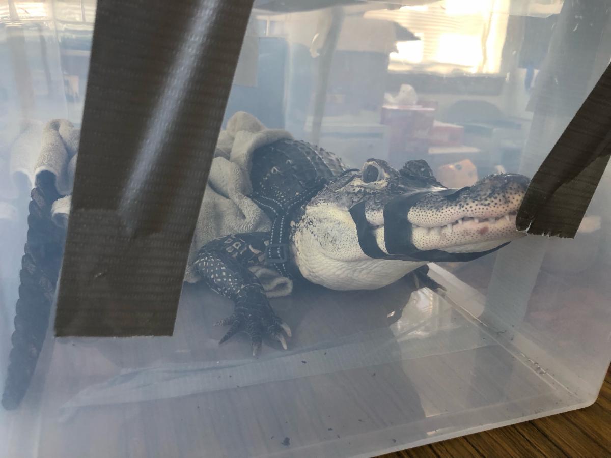 SPCA: 5 foot long alligator surrendered in Suffolk