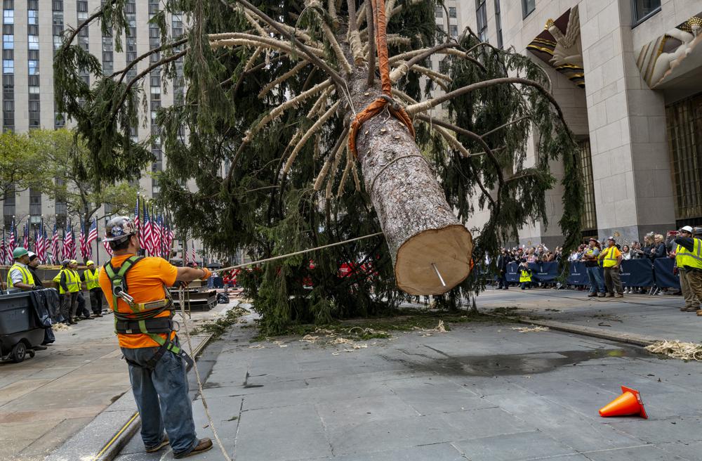 Rockefeller tree ushers in Christmas season