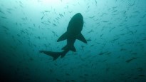 Woman likely bitten by shark at Jones Beach