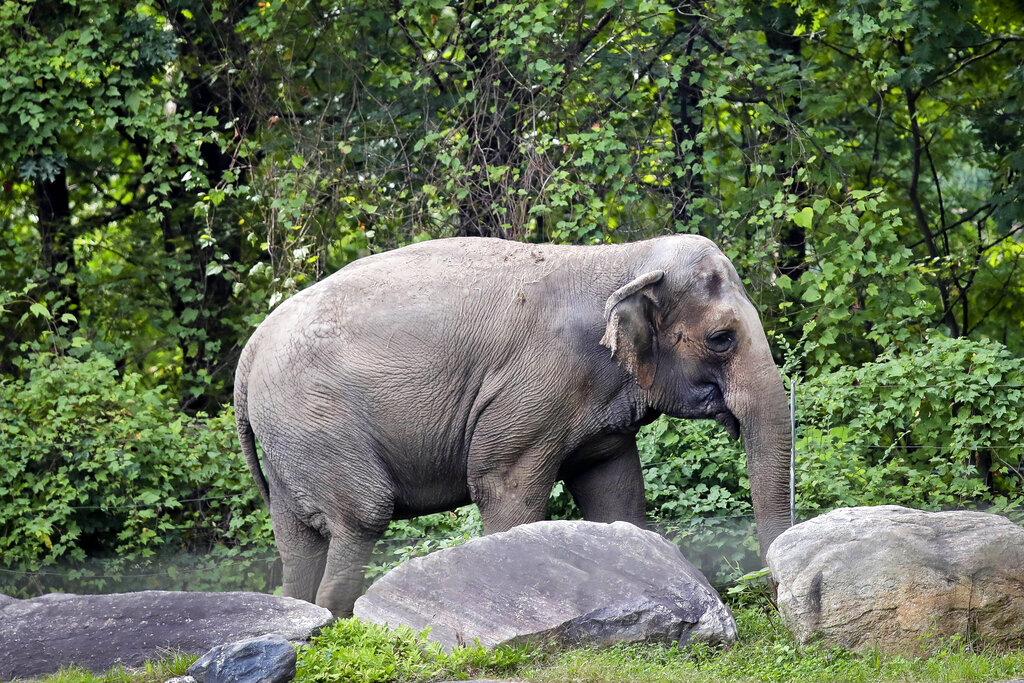 Happy the elephant isn’t a person, top New York court rules