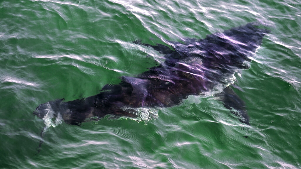 Suffolk beaches reopen after Shark attack